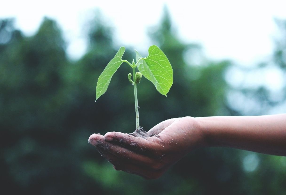 Hand cradling a plant sprout